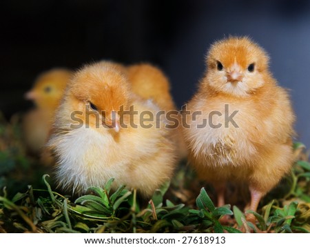 stock-photo-chicken-pullet-in-nature-27618913.jpg