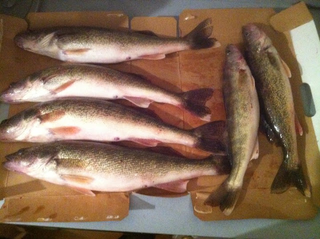 May2011_Walleye.jpg