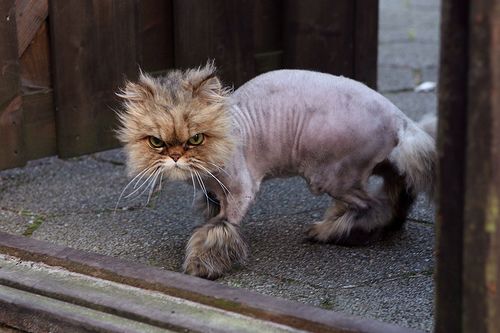 shaved-cat-2_zpsc9c2afb2.jpg