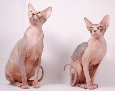 SphynxHairlessCatAlienEncounterCattery.jpg