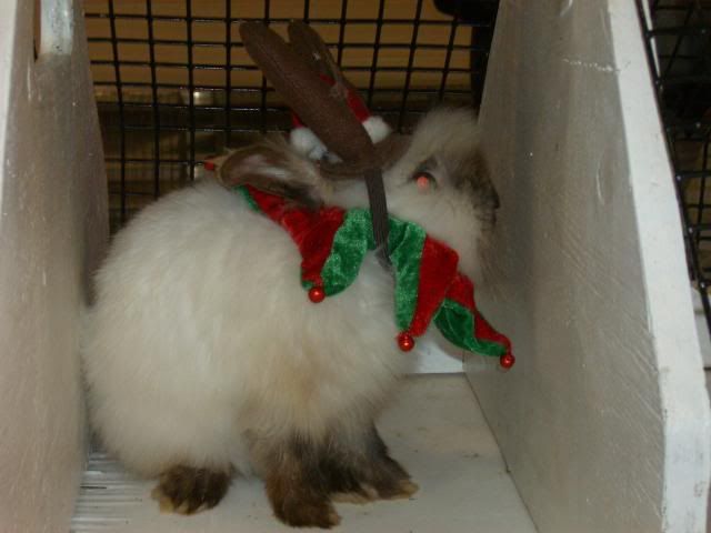 RabbitShow121209015.jpg