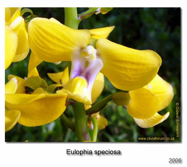 Eulophiaspeciosa1.jpg