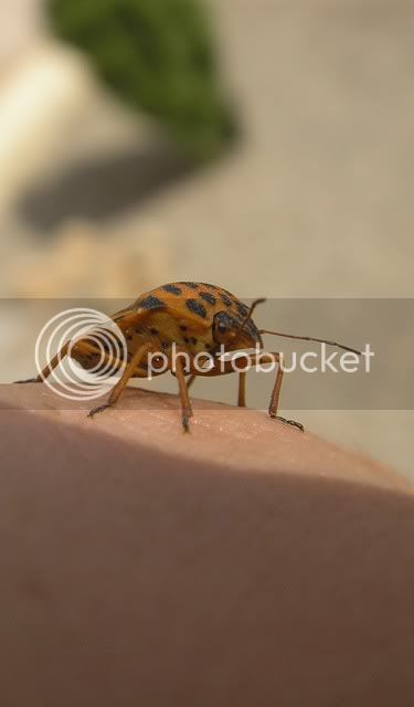 Shieldbug.jpg