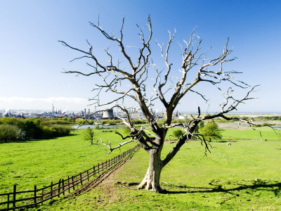 %E3%83%9E%E3%83%BC%E3%83%86%E3%82%A3%E3%83%B3%E3%83%BBpage-dead-tree-with-wilton-international-industrial-complex-in-background-teeside-england.jpg