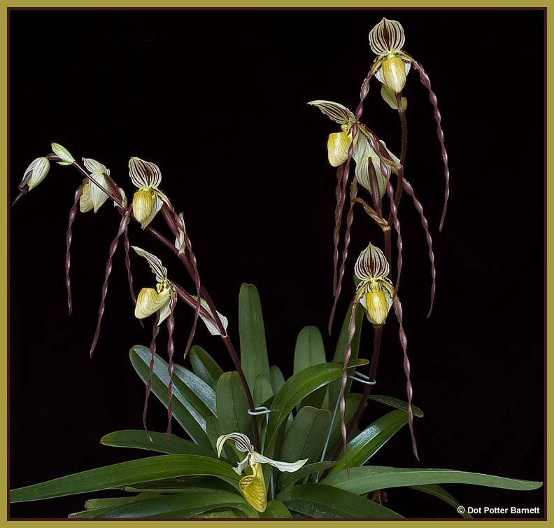 Paph_philippinense-09-1.jpg