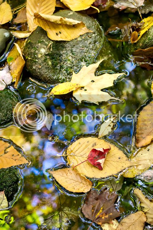 119_leaves_water_red_on_yellow_zpsb4ff8e76.jpg