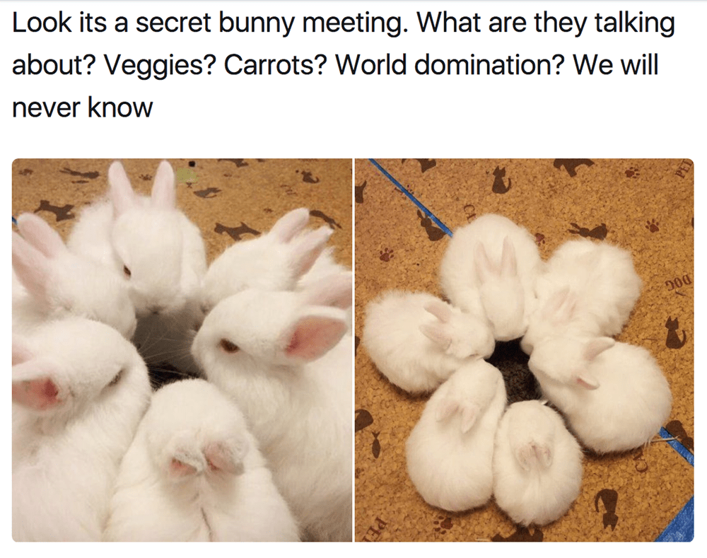 Image result for cute bunny memes
