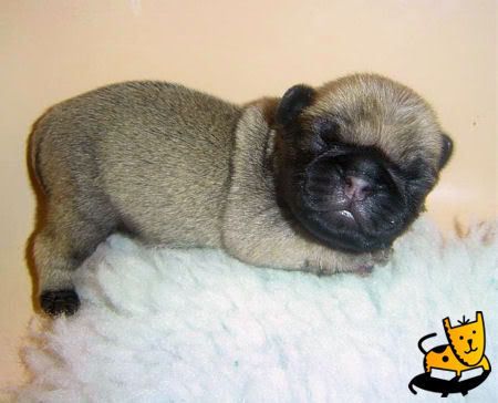 baby-pug.jpg