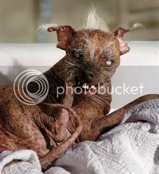 worlds-ugliest-dog.jpg