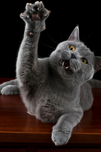 british-shorthair-cat-clawing.jpg