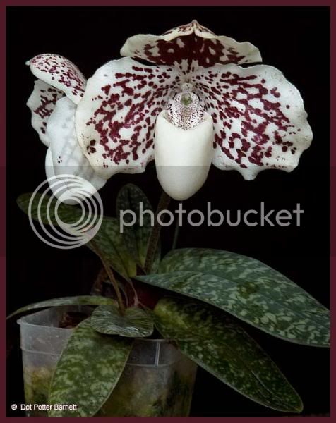 Paph_godfroyae-v_leucochilum.jpg