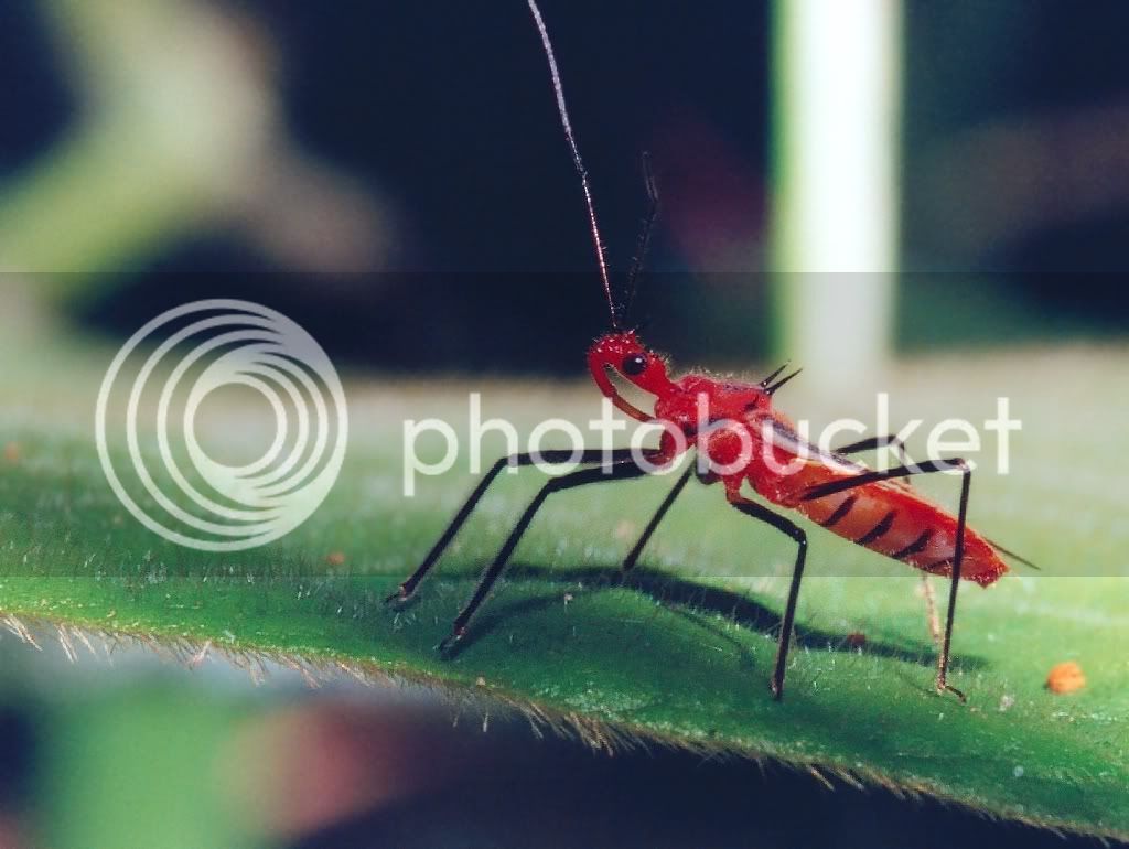 ThreadLeggedAssassinBug.jpg