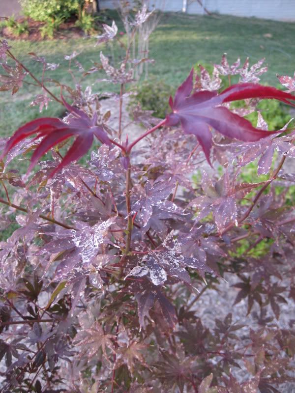 japanesemaple.jpg