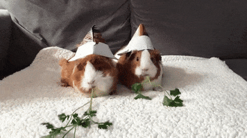 hats pigs GIF