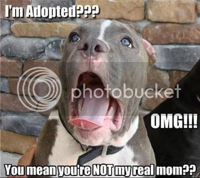 adopteddog.jpg