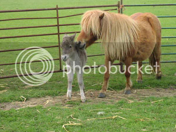 foals05001.jpg