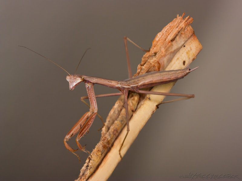 %238%20Tenodera%20Sinensis%20L5_6_4frames_stackPS.jpg