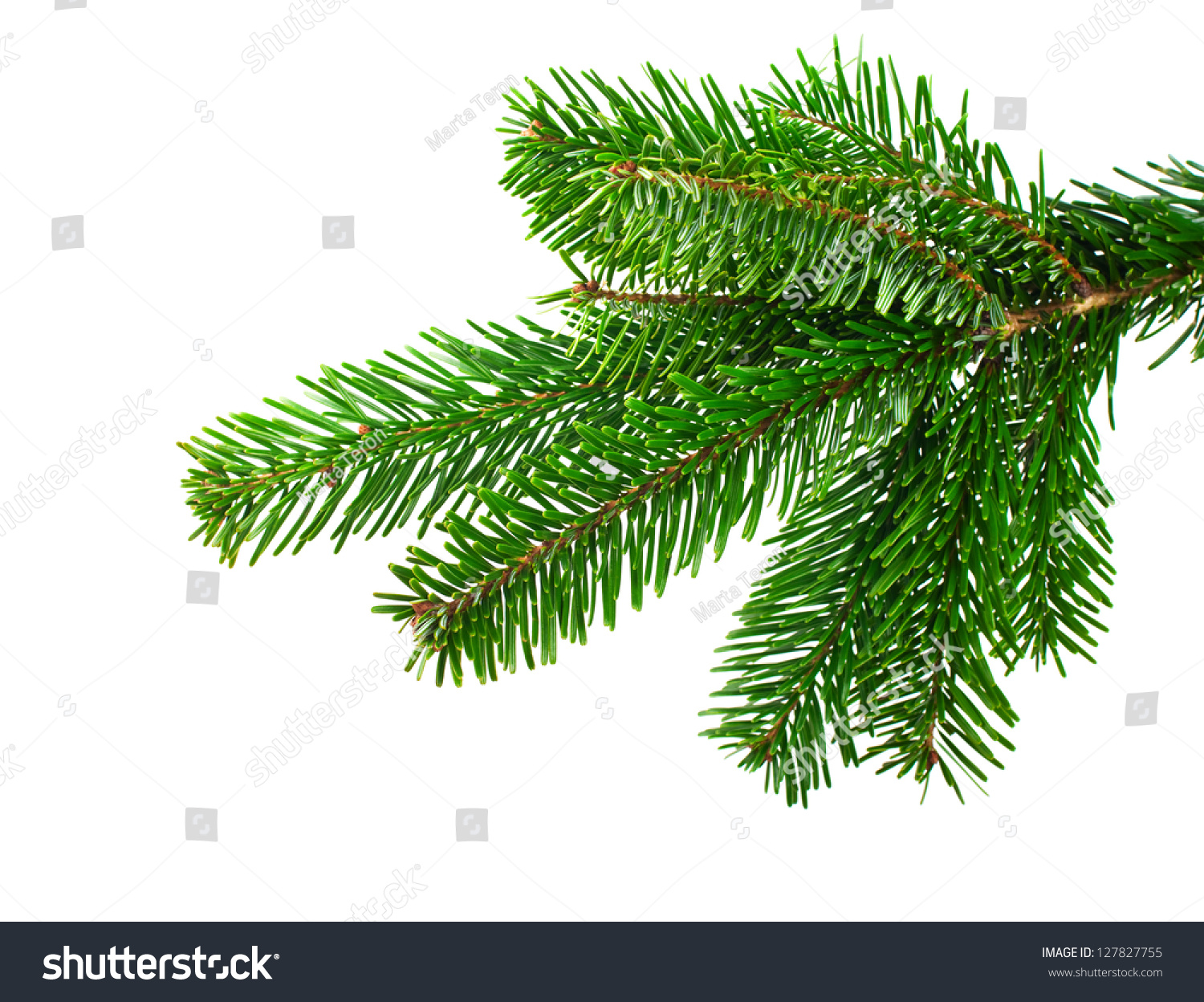 stock-photo-spruce-branch-on-a-white-background-127827755.jpg