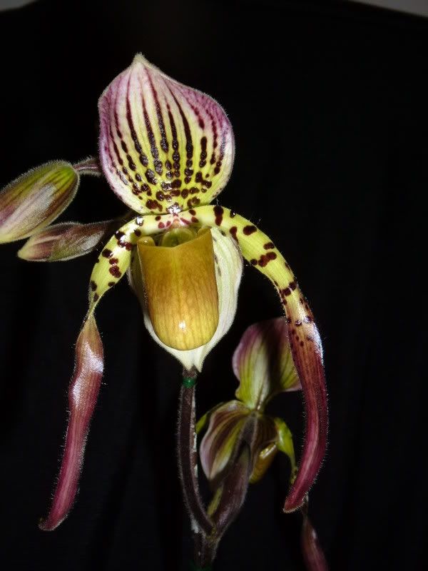 orchidpictures2012-2.jpg
