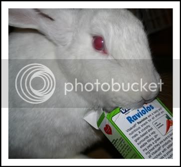 Rabbit007.jpg