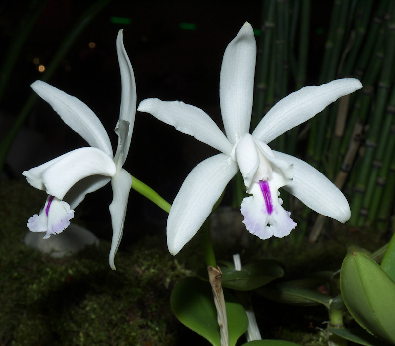 Cattleya%20intermedia%20var.%20semi-alba.jpg