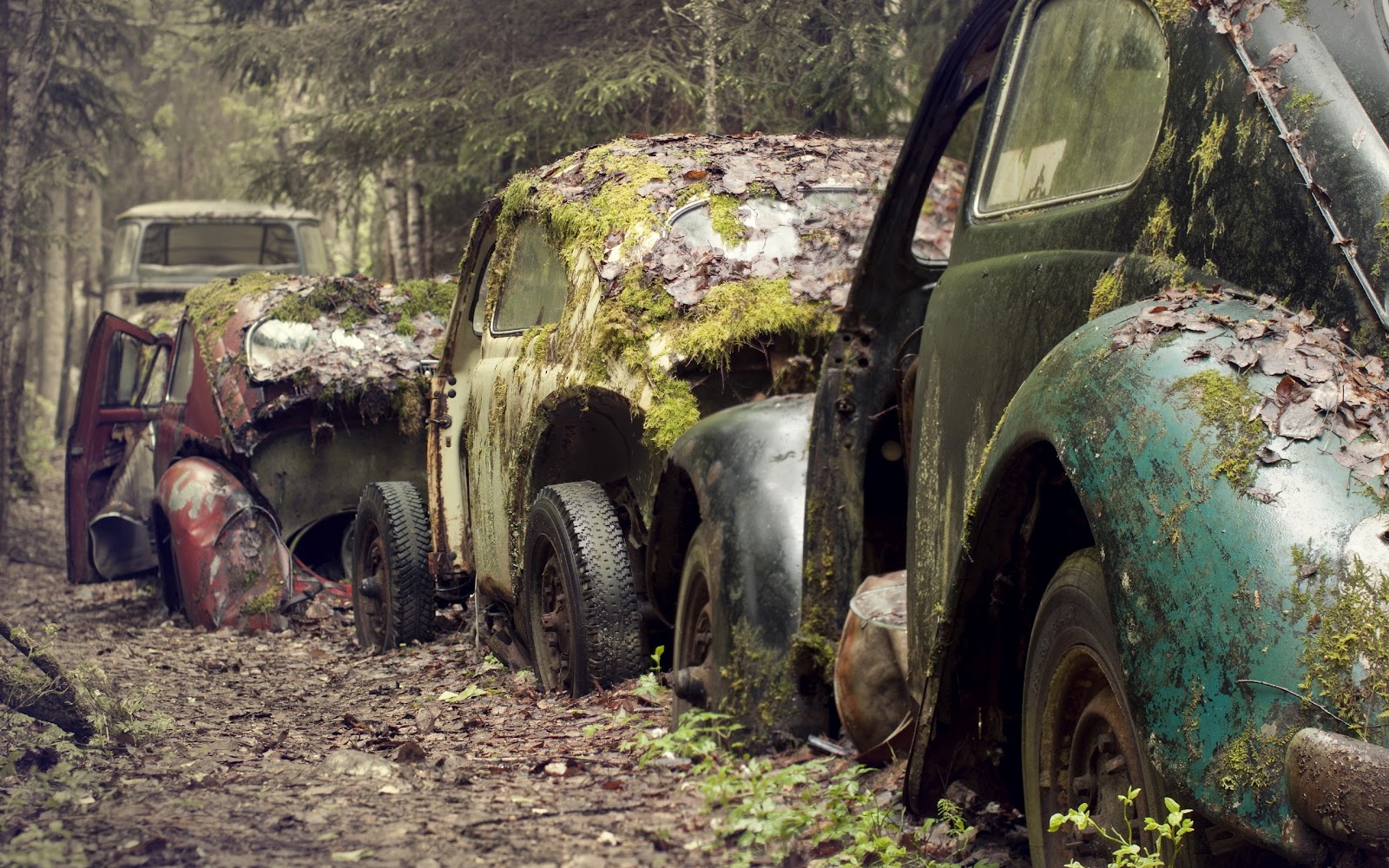 Volkswagen_Beetle_Vintage_Cars_Covered_with_Moss_Awesome_Photography_HD_Wallpaper.jpg