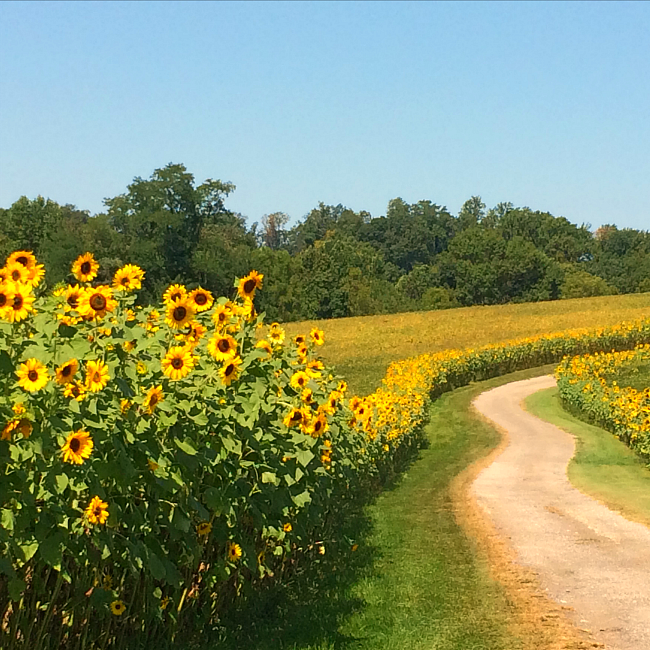 sunflower-garden-2.png