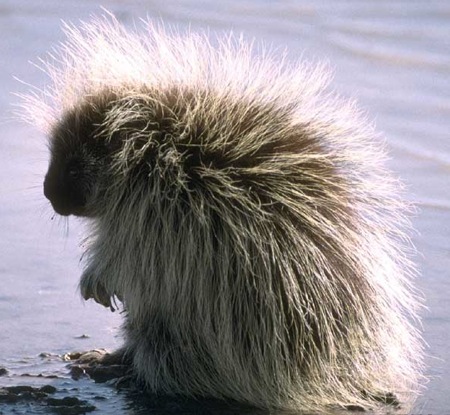 porcupine_lg.jpg