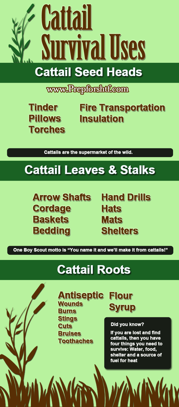 Cattail_Survival_UsesLG.jpg