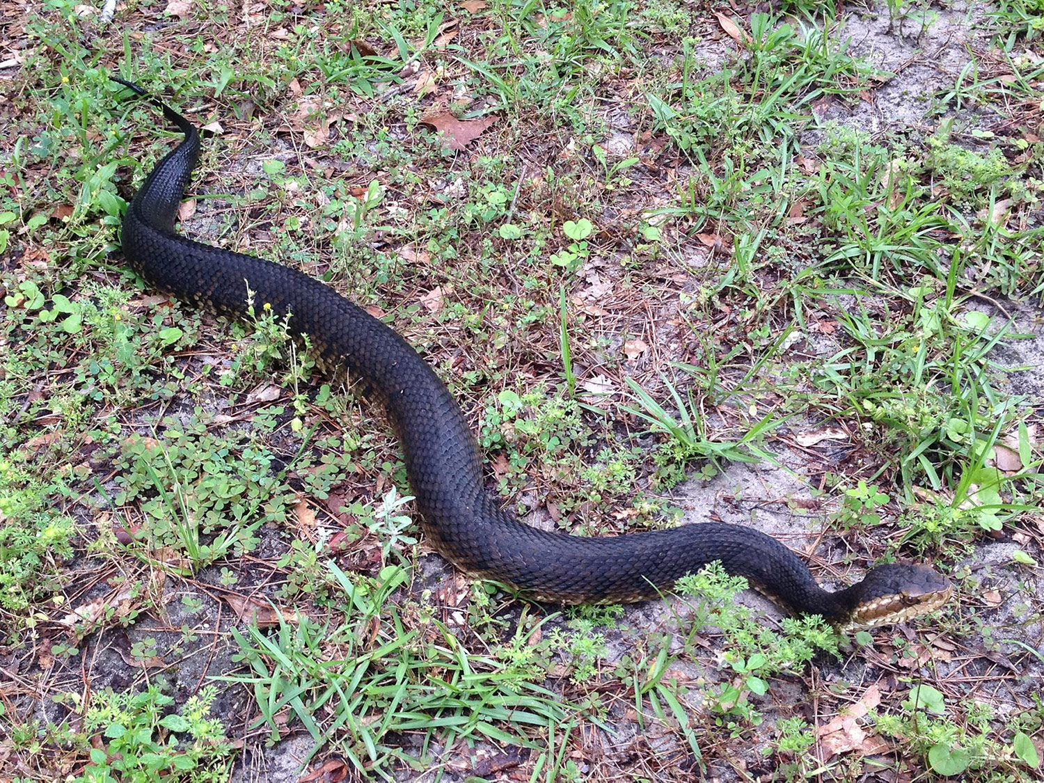 IMG_7345-Florida-cottonmouth.jpg