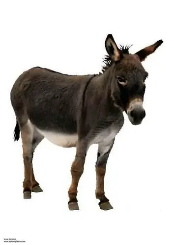 donkey-t2906.jpg