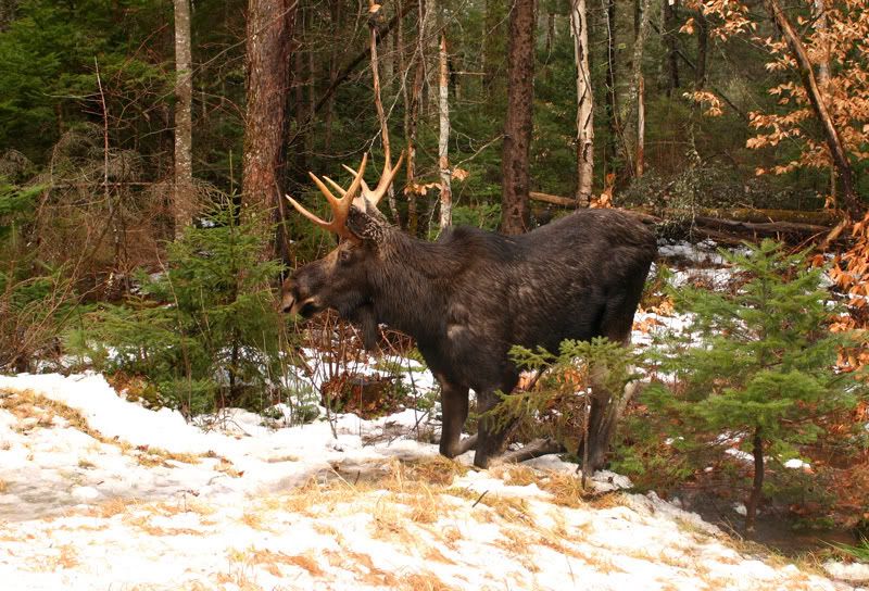 kneeling-bull-moose.jpg