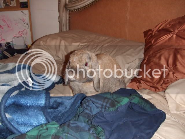 2007_0726bunnybed0046.jpg