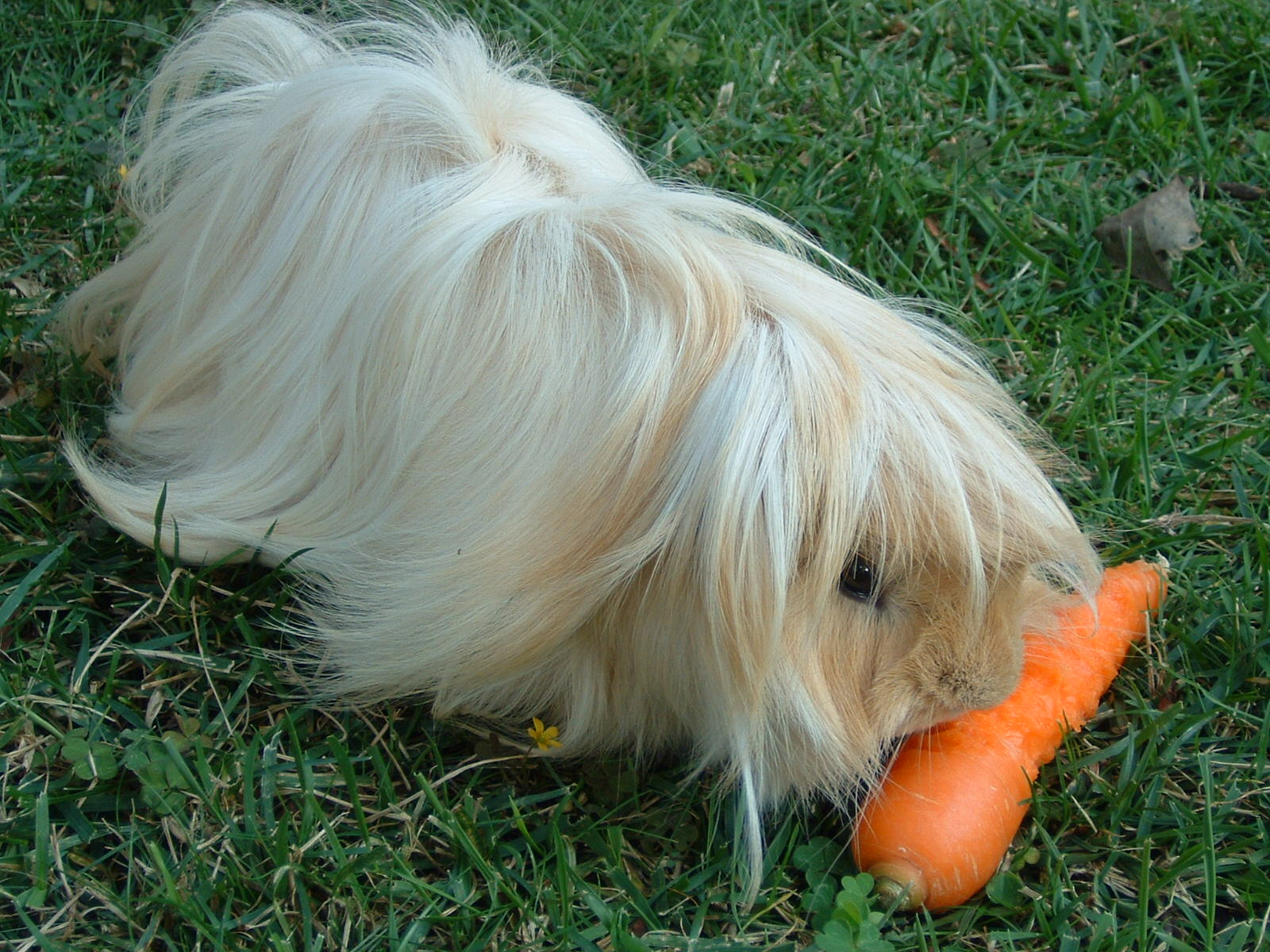Rabbit%20with%20Carrot%20and%20Long%20Hair.jpg