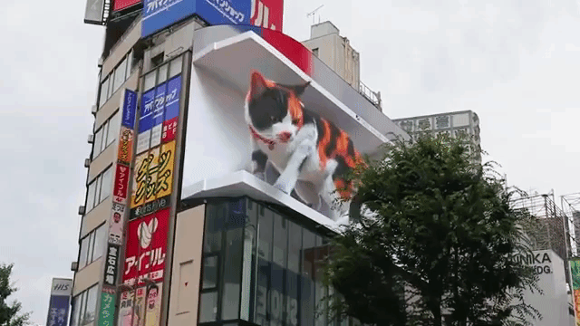 Giant-3D-Cat-Billboard-Tokyo.gif