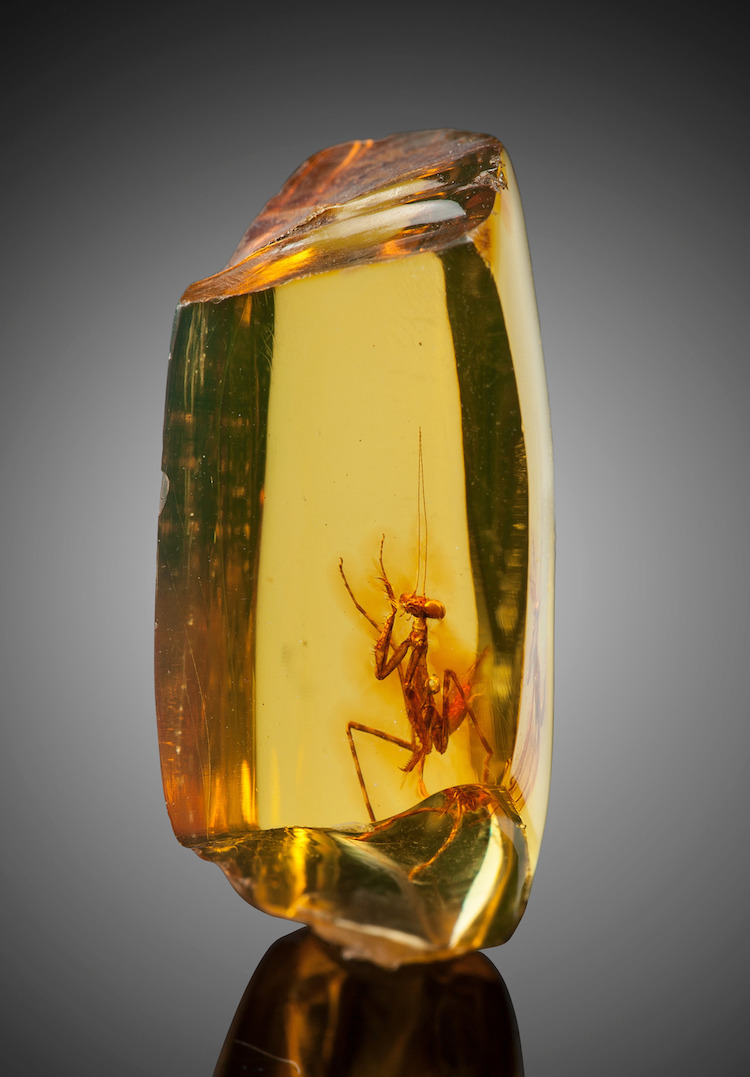praying-mantis-amber-heritage-auctions-4.jpeg