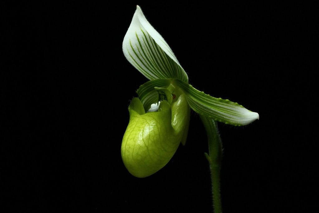 Paph%20hennisianum%20v.%20album3_zpsj8kdcrhw.jpg