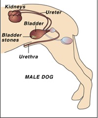 dog_bladder_stones.jpg