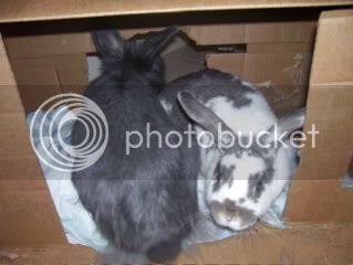 Bunnypictures-Leanne021.jpg