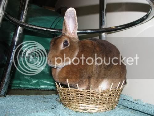 buninbasket.jpg