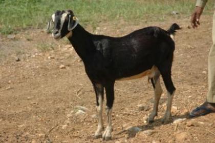 goat-Konkan%20Kanyal.preview.JPG