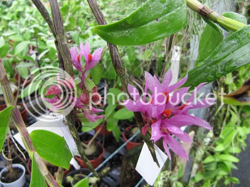 Dendrobiumbracteosum.jpg