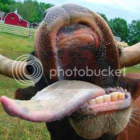 cow_tongue.jpg