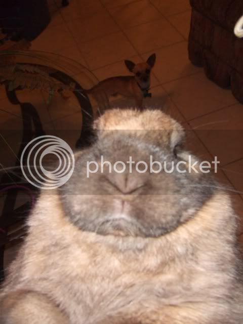 2008_0110bunnyshoot0126.jpg