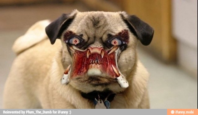 Scary-Face-Pug-Dog-Funny-Photoshoped-Picture.jpg