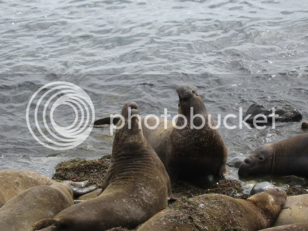 BishopsSanSimeonMontanaDeOro2-28-5.jpg