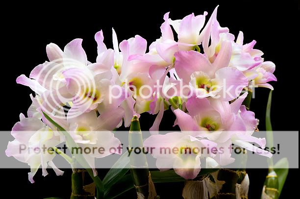 DendrobiumHimezakuraFujikko_web1.jpg