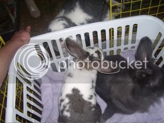 Bunnypictures-Leanne012.jpg