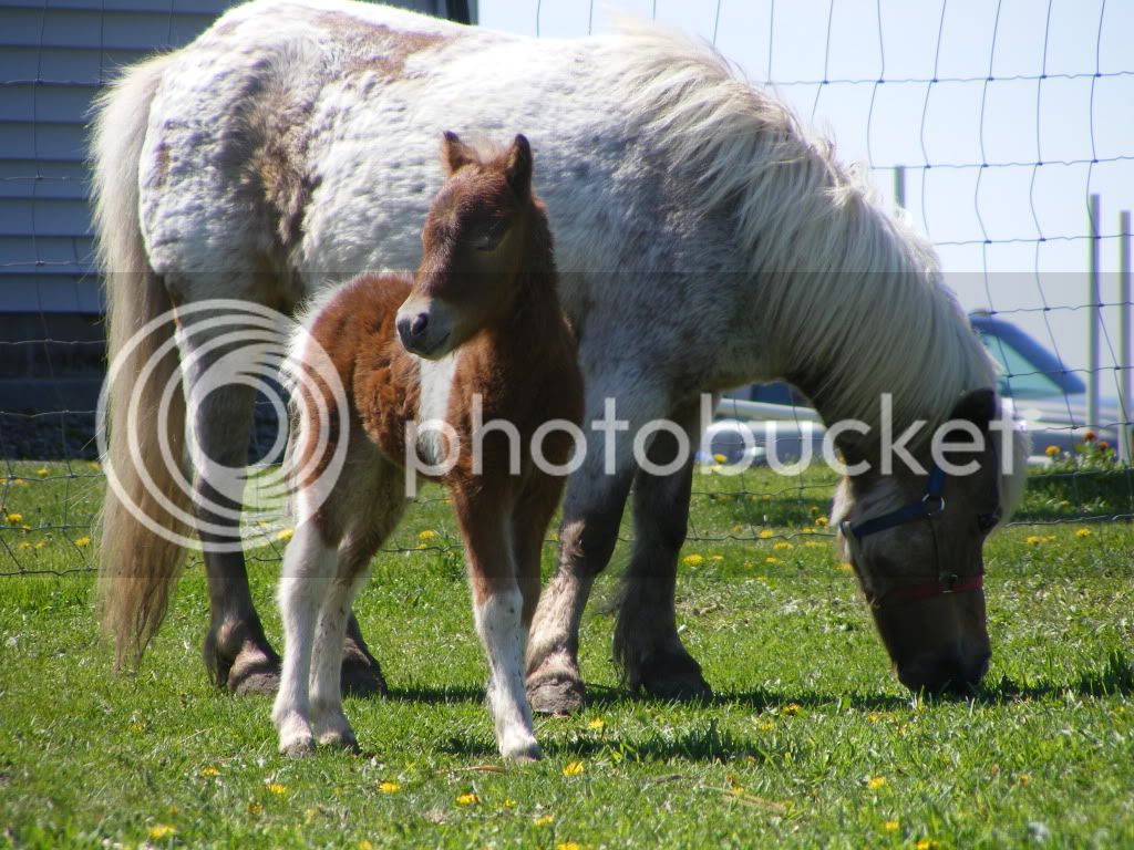 regpicsand2010foals037.jpg