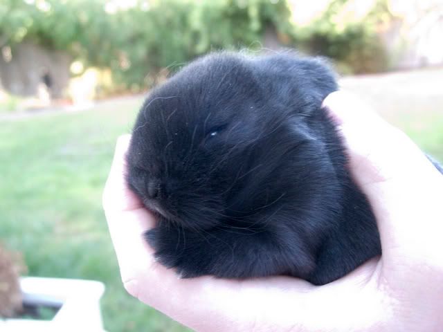 Bunniesday12_2.jpg